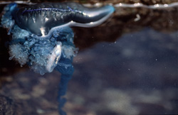A Majestic Portuguese Man-of-War off the Coast of South Africa