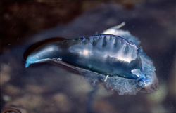 Discover the Secrets of the Portuguese Man-of-War in South Africa
