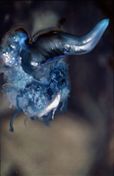 A trapped fish and the life-threatening encounter with the Portuguese Man-of-War off the South African coast