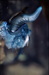 The bluish shimmering gas bladder filled with carbon dioxide and nitrogen of the Blue bottle (Physalia utriculus) provides buoyancy and is effectively used as a sail.