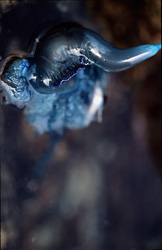 Experience the fascinating world of the Portuguese Man-of-War and its deadly tentacles