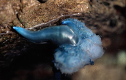 Blue bottle (Physalia utriculus) washed ashore on the rocky coast of South Africa