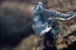 With a small fish as prey, the Portuguese Man-of-War drifts off the South African coast
