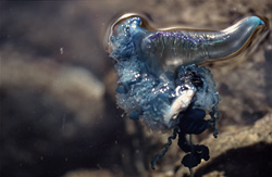 Fascinating blue bottle (Physalia utriculus) hunting in the ocean