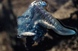 The Portuguese man o' war has captured a small fish.