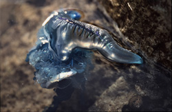 Fascinating Insights into the Blue Bottle