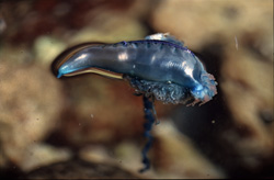 The Dangerous Tentacles of the Blue Bottle in Full Glory