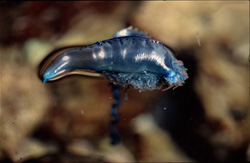 Dangerous and Beautiful: The Blue Bottle in All Its Glory