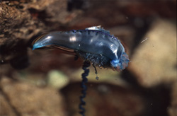 Prise de vue fascinante d'une physalie portugaise dans les eaux côtières