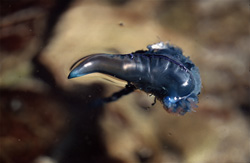 Captivating shot of a floating Portuguese Man-of-War off the coast of Gansbaai, Western Cape, South Africa
