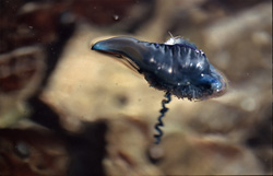 Fascinating Shot of a Portuguese Man-of-War on the Coast of Gansbaai
