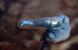 The graceful Portuguese Man-of-War - a fascinating marine wonder (Physalia utriculus)