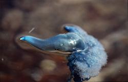Fascinating Blue bottle off the coast of Gansbaai, South Africa