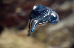 Explore the mysterious world of the Portuguese Man o' War and learn about its fascinating yet perilous nature