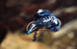 Fascinating Portuguese Man-of-War (Physalia utriculus) spotted at the southern tip of Africa