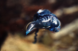 Dangerous Portuguese Man o' War (Physalia utriculus) drifting in the ocean