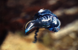Captivating shot of a menacing blue bottle off the coast of Gansbaai