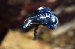 Fascinating Physalia utriculus - The dangerous blue bottle on the coast of Western Cape
