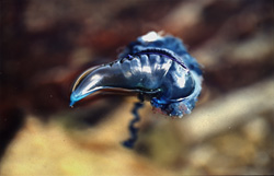 Explore the Mysterious World of the Portuguese Man-of-War on the Coast of Gansbaai, Western Cape, South Africa
