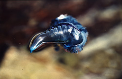The impressive Portuguese Man-of-War (Physalia utriculus) and its dangers