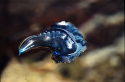 Scopri i segreti della Caravella Portoghese e dei suoi tentacoli mortali