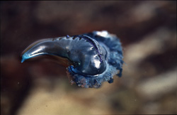 Fascinating Portuguese Man o' War with Blueish Gas Bubble Spotted in the South Atlantic