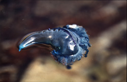 Experience the fascinating world of the Blue Bottle in Gansbaai, Western Cape, South Africa