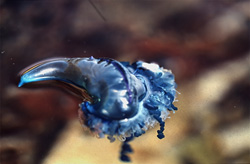 The deadly tentacles of the Portuguese Man-of-War (Physalia utriculus) in action