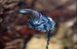 The dangerous tentacles of a Portuguese Man-of-War (Physalia utriculus) hang down from the air-filled bladder