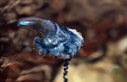 Explore the Fascinating World of the Portuguese Man-of-War