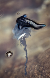 Experience the Beauty and Danger of the Blue Bottle Jellyfish
