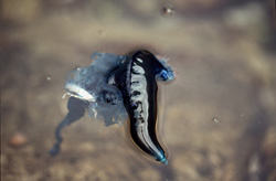 Physalie utricule (Physalia utriculus) fascinante dérivant dans les eaux peu profondes au large de la côte sud-africaine
