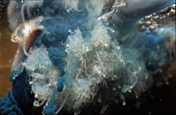 Fascinating Images of a Blue Bottle Underwater