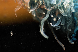 Fascination and Danger: The Blue Bottle Jellyfish Underwater