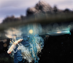 Fascinating Details about the Blue Bottle Jellyfish (Physalia utriculus) in the Underwater Realm