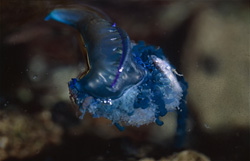 The fascinating Portuguese Man-of-War - a colorful masterpiece of nature
