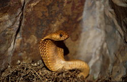 Cobra du Cap fascinante aperçue dans les montagnes de Gansbaai