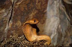 Découvrez la fascinante Cobra du Cap dans les montagnes de Gansbaai