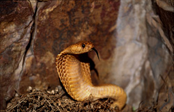 L'œil de la cobra du Cap zébrée (Naja nivea) brille sous la lumière du soleil