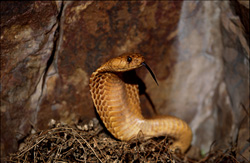 La fascinante Cobra dorée du Cap dans la nature sauvage d'Afrique du Sud