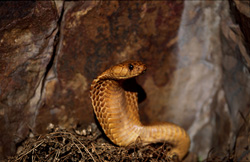 Cobra du Cap fascinant avec un bouclier écarté dans les montagnes de Gansbaai, Afrique du Sud