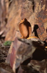 When threatened, the Cape Cobra (Naja nivea) displays its impressive threat behavior.