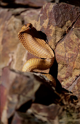 Découvrez le comportement menaçant imposant du cobra du Cap dans les montagnes de Gansbaai