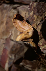 The dangerous beauty of the Cape Cobra in the Western Cape: A unique encounter