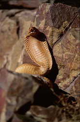 Experimenta el comportamiento amenazante impresionante de la cobra del Cabo en las montañas de Gansbaai