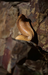 Cobra du Cap fascinante (Naja nivea) dans le Cap-Occidental, Afrique du Sud
