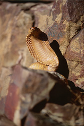 La maestosa cobra del Capo in tutto il suo splendore
