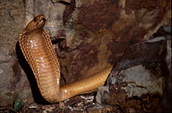 Rencontre avec la cobra du Cap : Une beauté fascinante dans les montagnes de Gansbaai