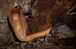 Il Cobra del Capo: La bellezza pericolosa della natura selvaggia sudafricana