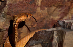 Portrait saisissant d'un cobra du Cap en train de s'enrouler dans les montagnes de Gansbaai